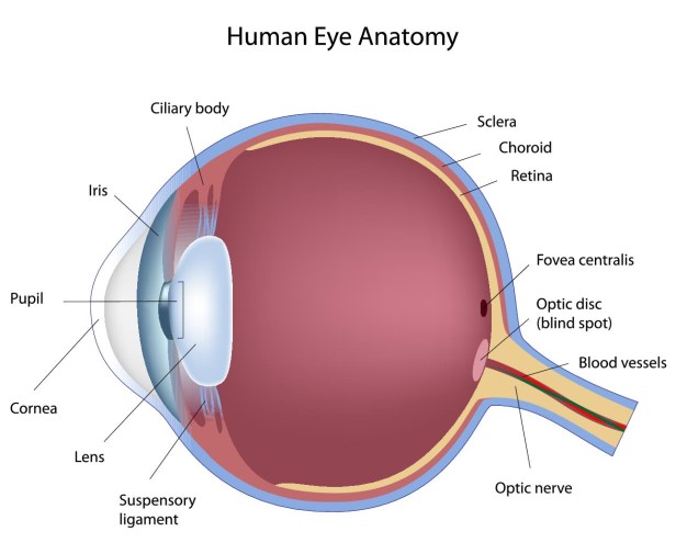 Anatomy of the eye image