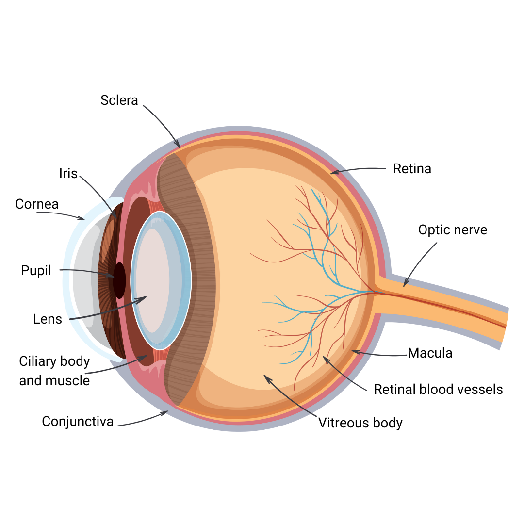 Human Eye Anatomy Anatomy of the human eye